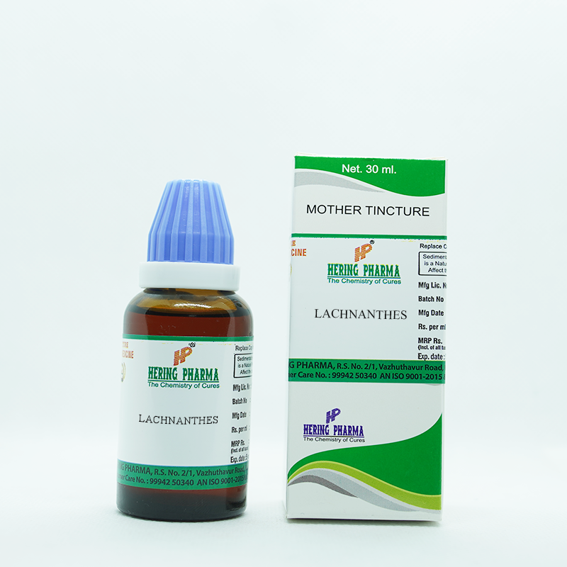 LACHNANTHES Q